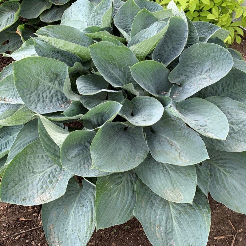 Proven Winner Hosta 'Shadowland Above The Clouds' PW 1gal