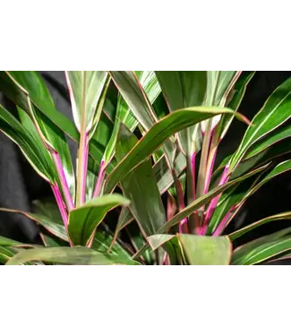 Dracaena-Cordyline Pink Diamonds 10"