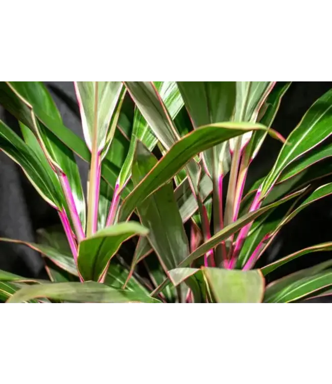 Dracaena-Cordyline Pink Diamonds 10"