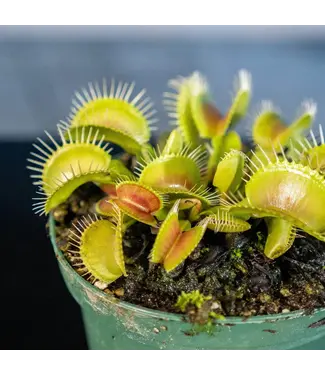 Carnivorous-Venus Fly Trap 3"