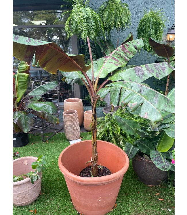 Banana-Zebrina Rojo 14"