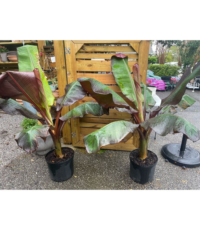 Banana-Ensete 'Maurelii' 14"