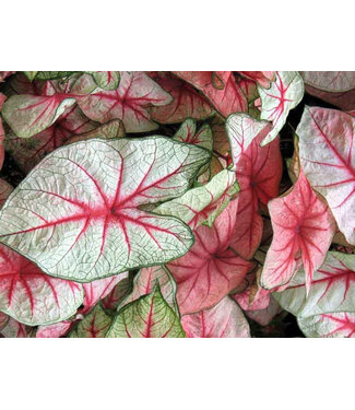 Caladium White Queen #1 Bundle of 5