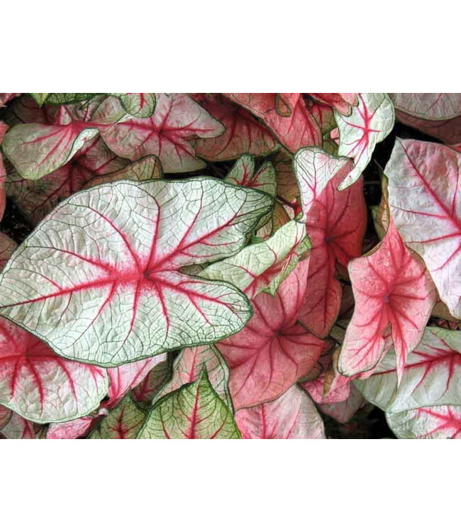 Caladium White Queen #1 Bundle of 5