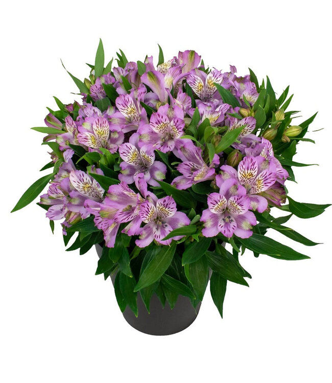 Alstroemeria Asst 1gal