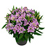 Alstroemeria Asst 1gal
