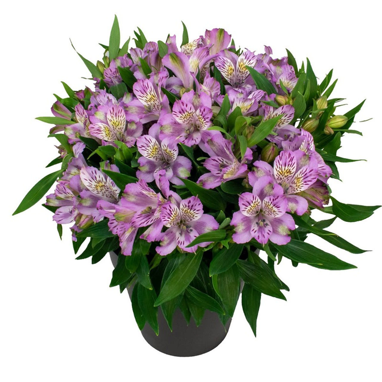 Alstroemeria Asst 1gal - The Plant Shoppe