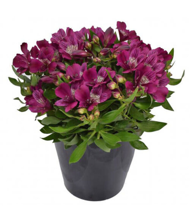 Alstroemeria Asst 1gal