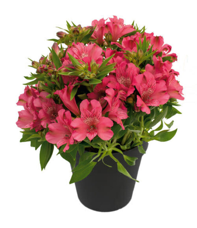 Alstroemeria Asst 1gal