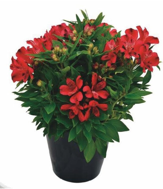 Alstroemeria Asst 1gal