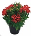 Alstroemeria Asst 1gal