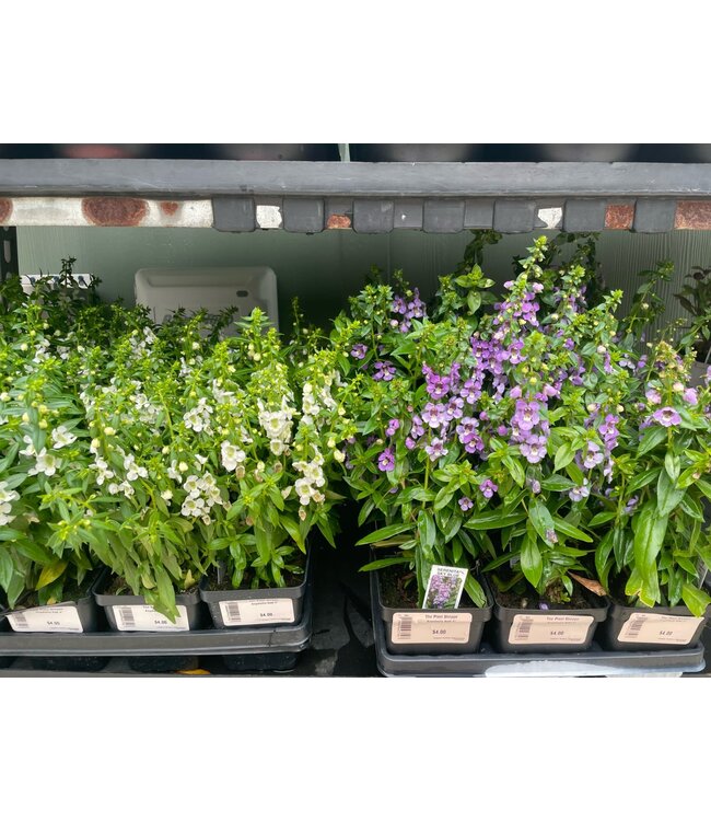 Angelonia Asst 4"