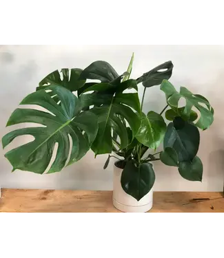 Monstera Deliciosa  6"