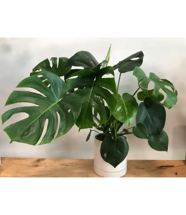 Monstera Deliciosa  6"