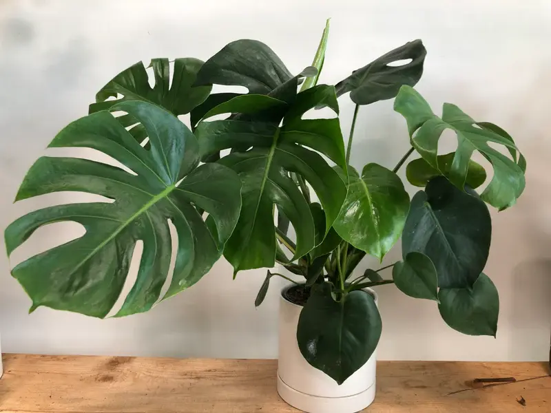Monstera Deliciosa 6