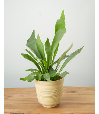 Fern 'Dutch Staghorn' 6"