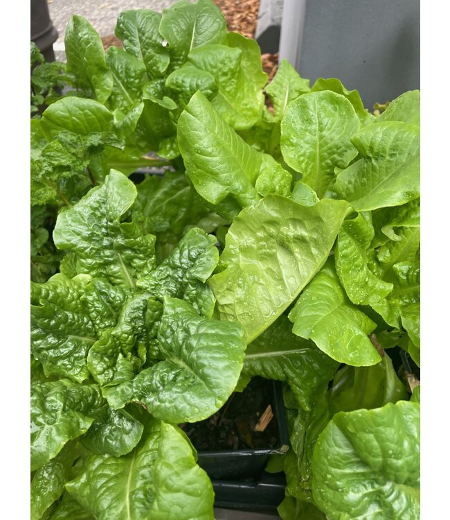 VF Lettuce Buttercrunch 4"