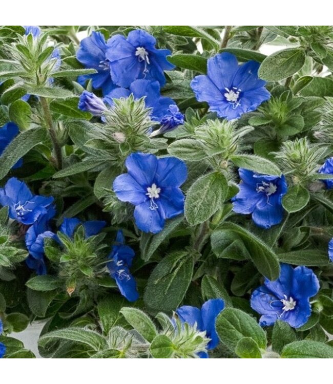 Evolvulus Beach Bum Blue 4"