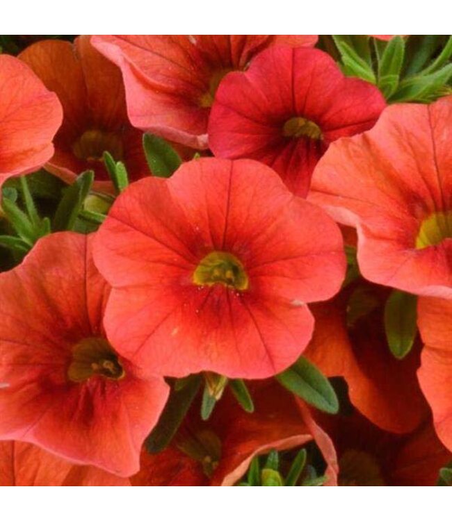Calibrachoa Colibri Tangerine 4"