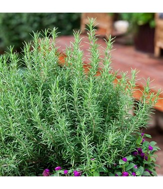 Rosemary 1gal