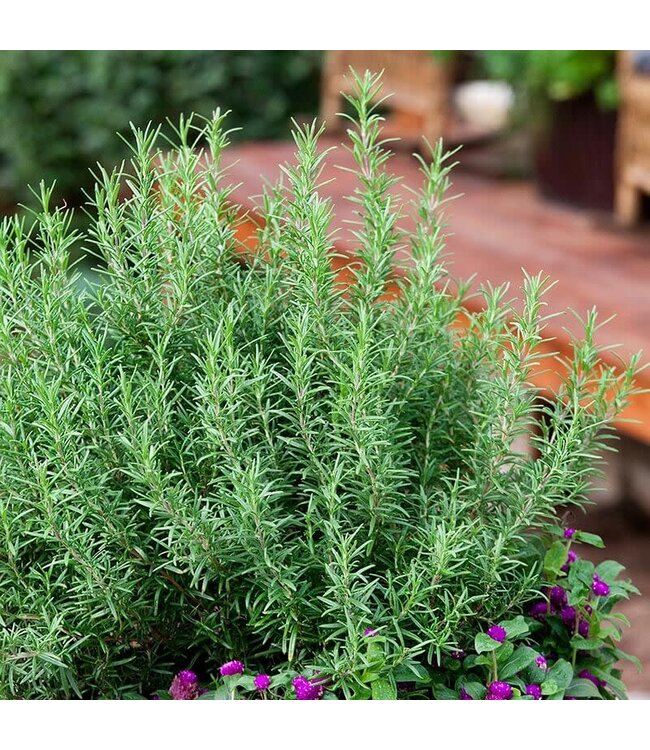 Rosemary 1gal