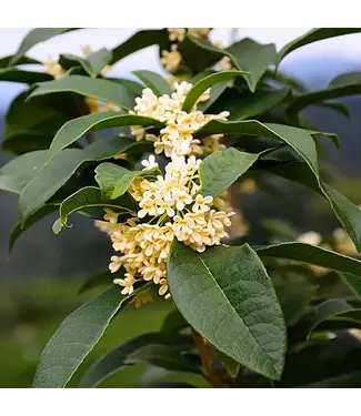 Osmanthus "Orange Sweet Olive" 7gal
