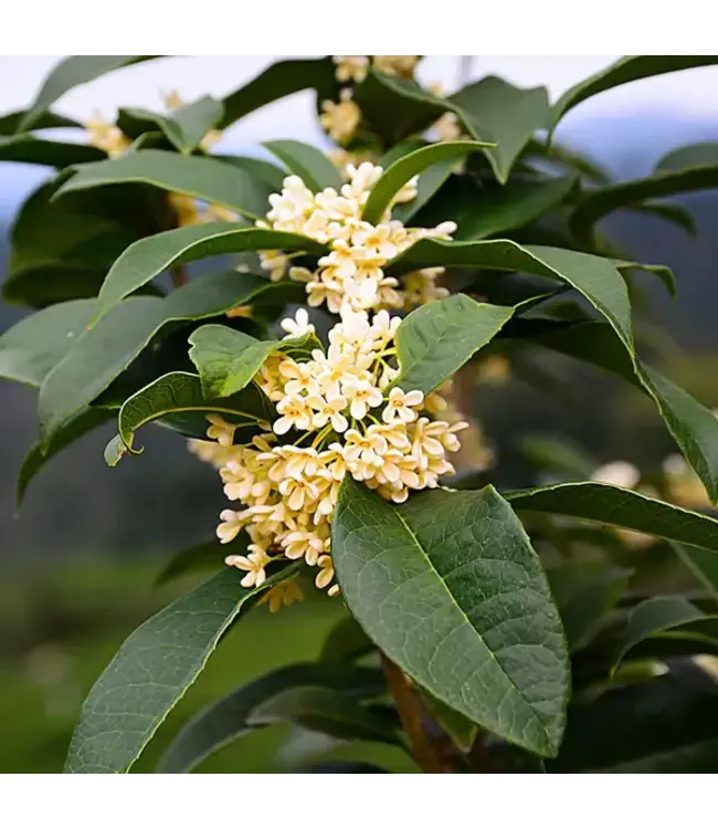 Osmanthus "Sweet Olive" 7gal