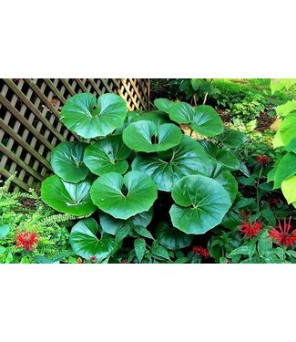 Farfugium "Giganteum" Tractor seat 1 G
