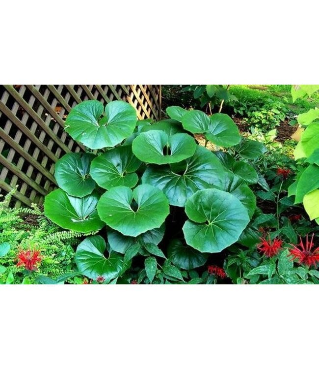 Farfugium "Giganteum" Tractor seat 1gal