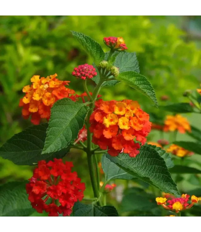 Lantana "Red Spread" Tree Form 5gal