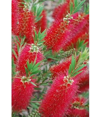 Bottlebrush Red Cluster 5gal "Tree Form "