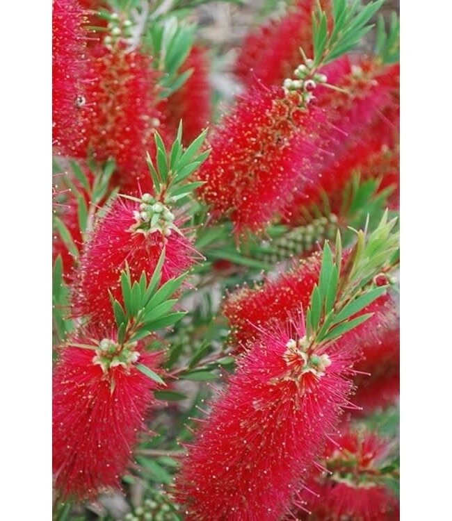 Bottlebrush Red Cluster 5gal "Tree Form "