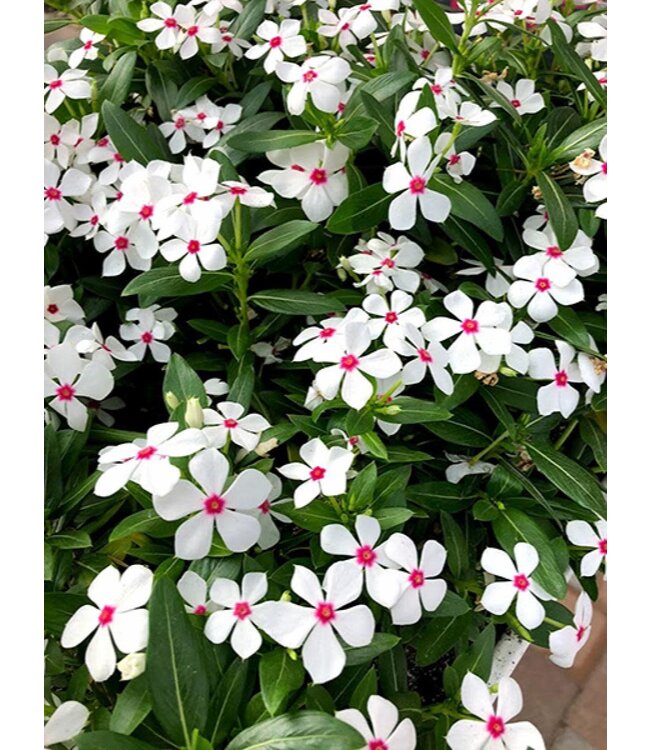 Vinca Kawaii White Peppermint Qt