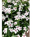 Vinca Kawaii White Peppermint Qt