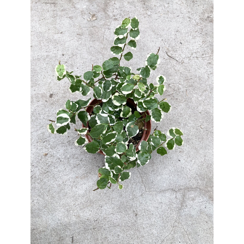 Ficus Repens Variegated 4"