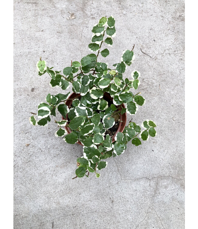 Ficus Repens Variegated 4"