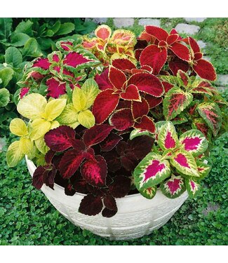 Coleus Asst 4"