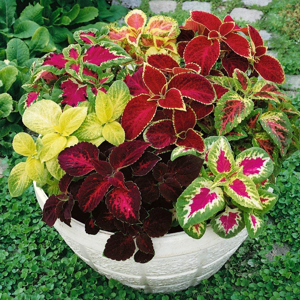 bronze pot plant Bronze Gold Pot | Succulent Pot for sale