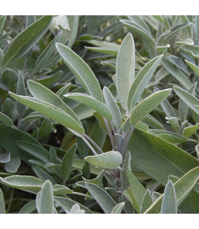 Sage Herb 4"