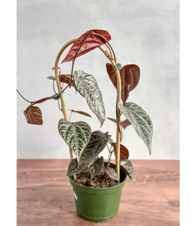 Piper Crocatum Hoop 6"