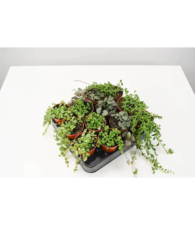 String Assortment CG 2.5"