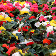 Begonia Premium Assorted 6"