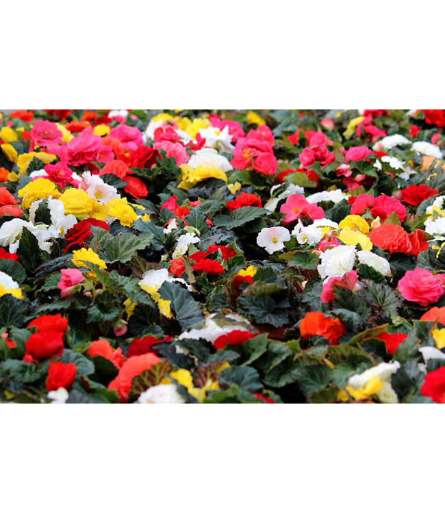 Begonia Premium Assorted 6"