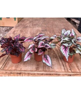 Rex Begonia  5"