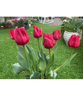 Potted Tulip 6"