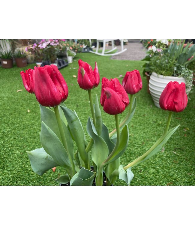 Potted Tulip 6"