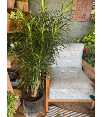 Dracaena-Anita (Pleomele Medusa) 12"