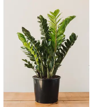 Zamioculcas-Zamifolia ZZ Plant 8"