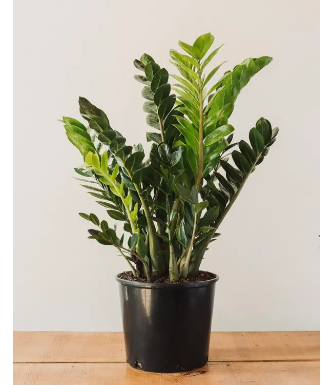 Zamioculcas-Zamifolia ZZ Plant 8"