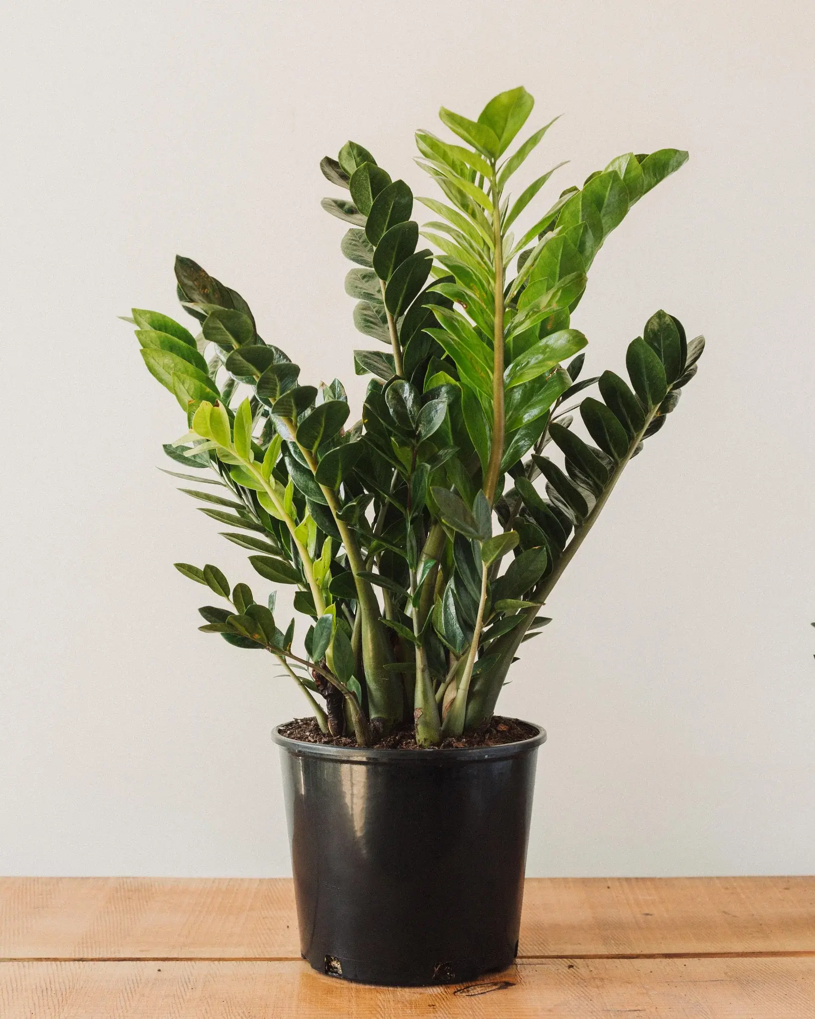水 　Zamioculcas zamifolia A B E G Zamioculcas-Zamifolia ZZ Plant 8